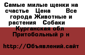 Самые милые щенки на счастье › Цена ­ 1 - Все города Животные и растения » Собаки   . Курганская обл.,Притобольный р-н